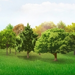 Trees Vector Collection Pack [AI File]